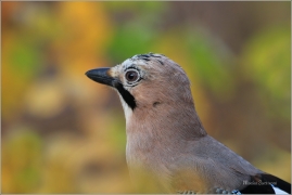 <p>SOJKA OBECNÁ (Garrulus glandarius) ---- /Eurasian jay - Eichelhäher/</p>